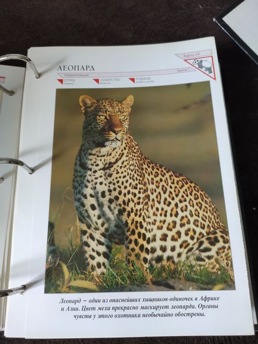 В мире дикой природы