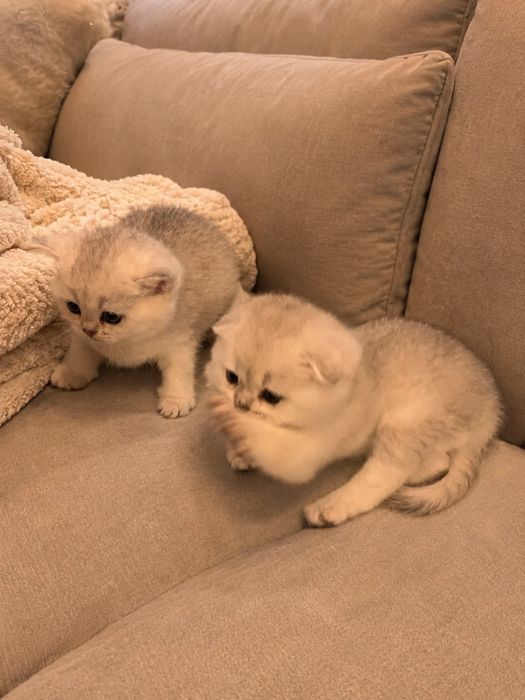 Кошенятка срібного окрасу
