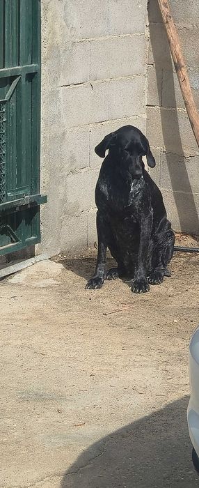 Cão braco alemão