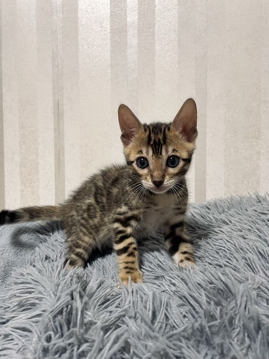 Бенгальські кошенята