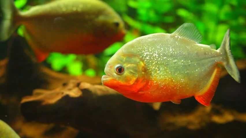 Pirania czerwona - Pirania natterera - Pygocentrus nettereri - dowóz