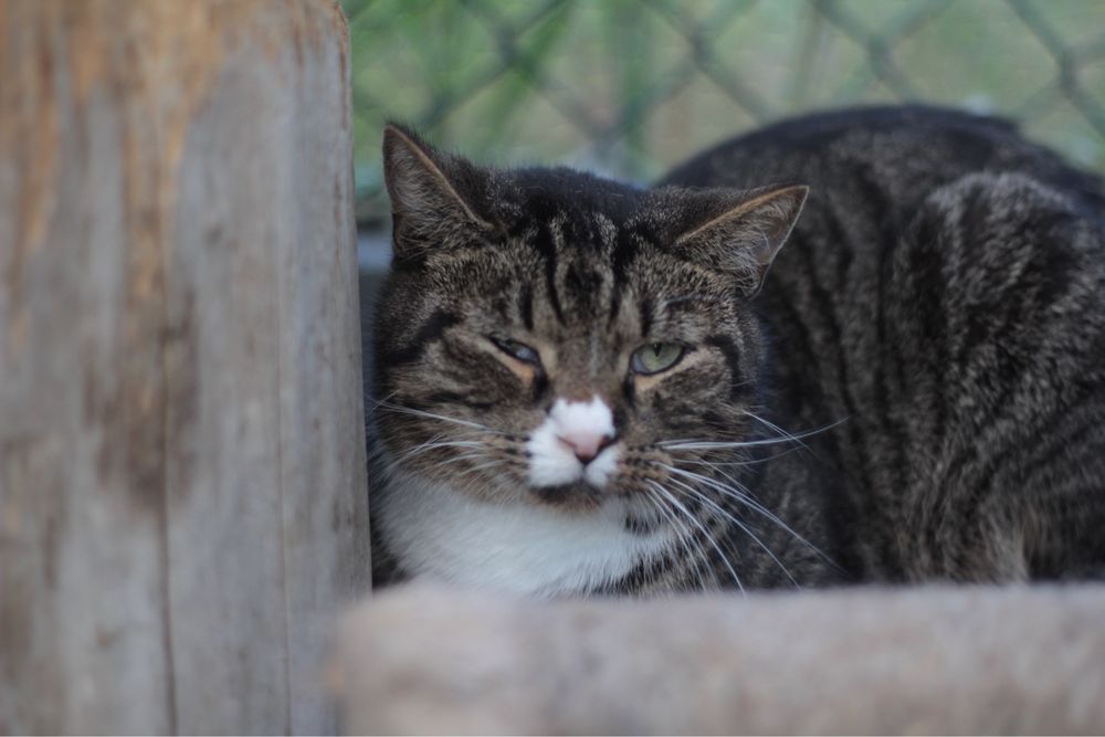 Spokojny, delikatny i młody Chips czeka na szansę na dom!