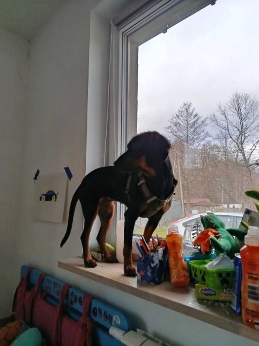 Oddam Gończy Polski