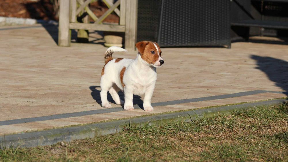 ARES Jack Russell Terrier ZKwP (FCI) -z wzorcowej hodowli piesek