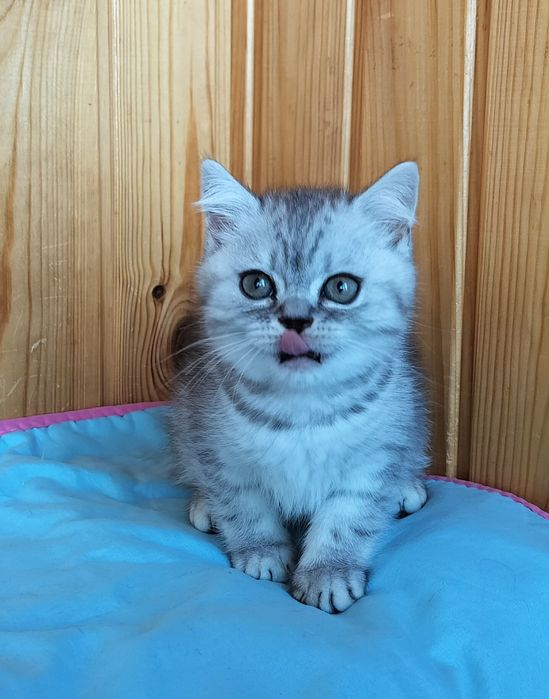 Шотландський прямовухий хлопчик срібна шиншила