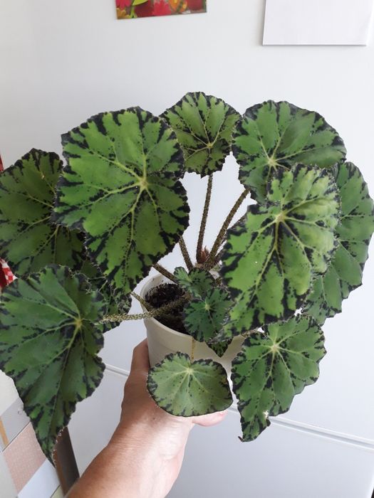 Цветы для дома и для офиса.