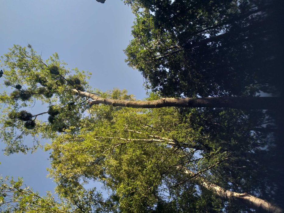 Wycinka drzew , scinka drzew metoda alpinistyczna