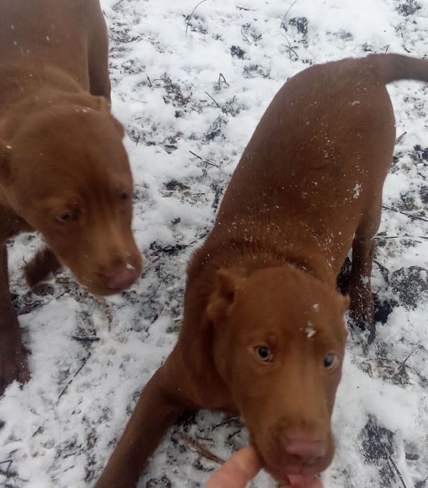 Підбульчики 3місяці