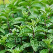 Ментолова м'ята перцева сушена ментол мохіто