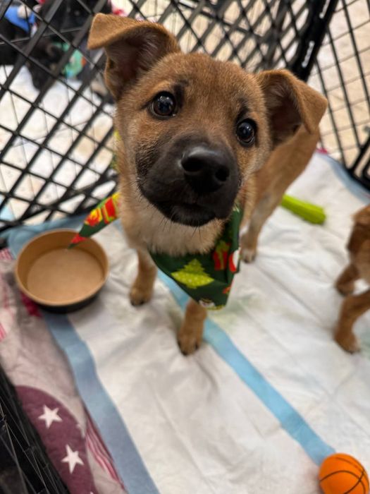 Різдвяні подаруночки