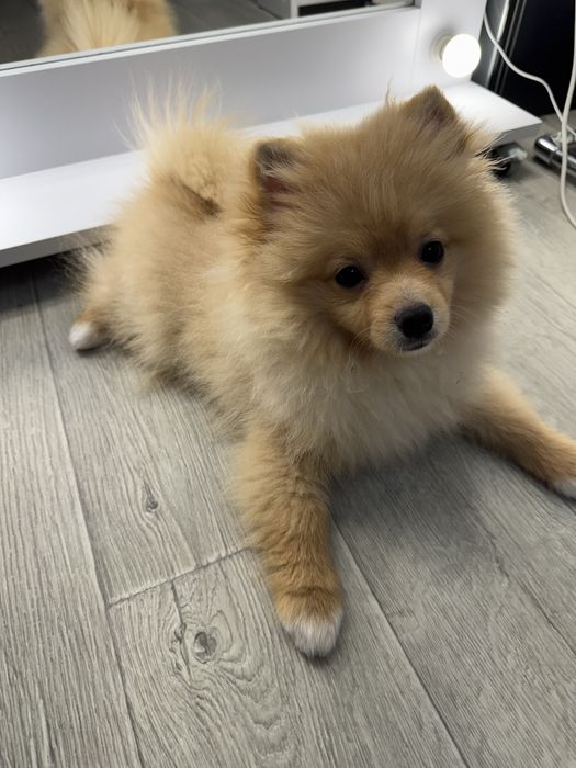 Померанський шпіц хлопчик