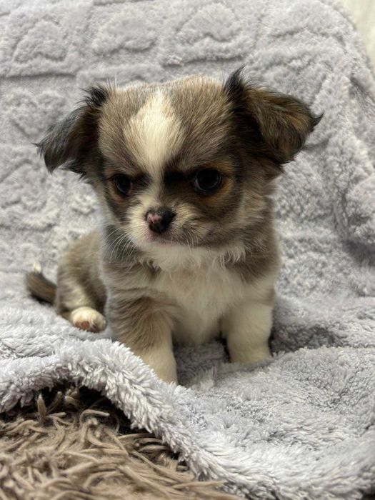 Чихуахуа два мальчика