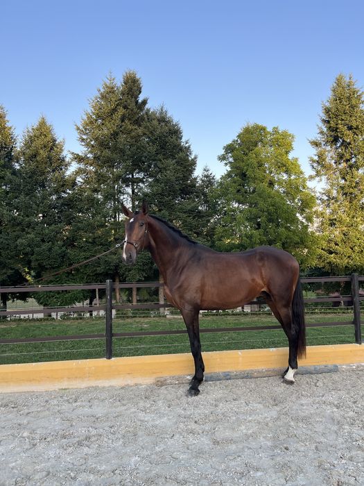 Lusitano com 3 anos