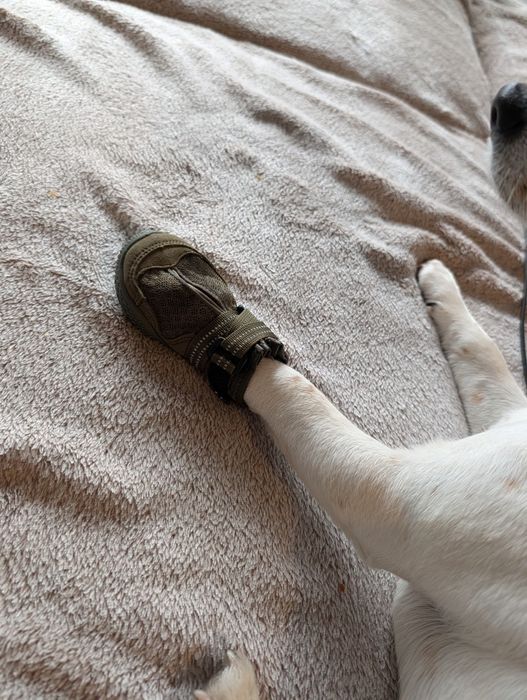 Buty dla psa (2 szt) Winhyepet rozmiar 3