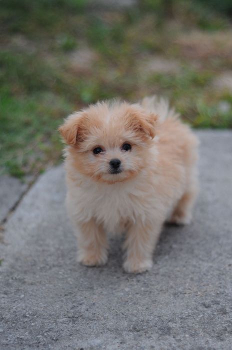 Шикарная мини девочка Мальтипу, Maltipoo F1