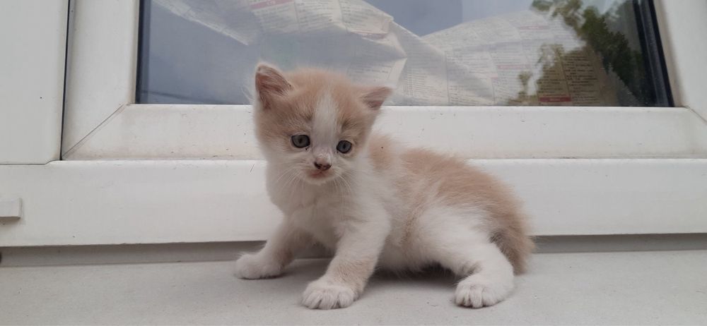 Маленькі котики