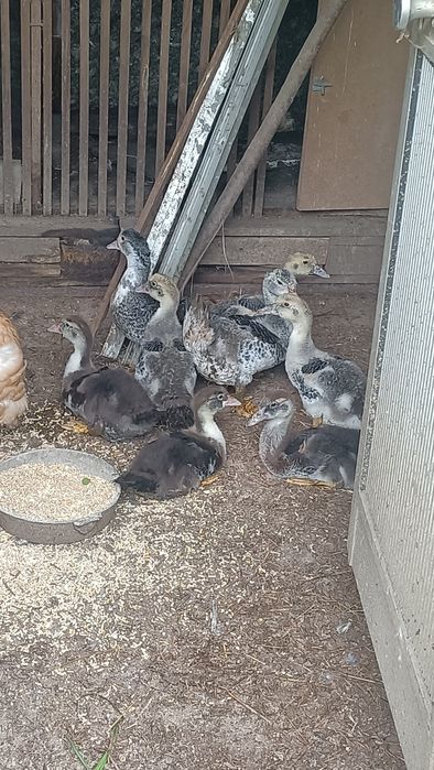 Vendo lote de patos mudos.