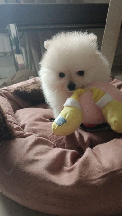 Szpic miniaturowy pomeranian piesek