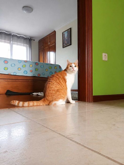CASTRADO | Gato vacinado disponível para Adoção Responsável