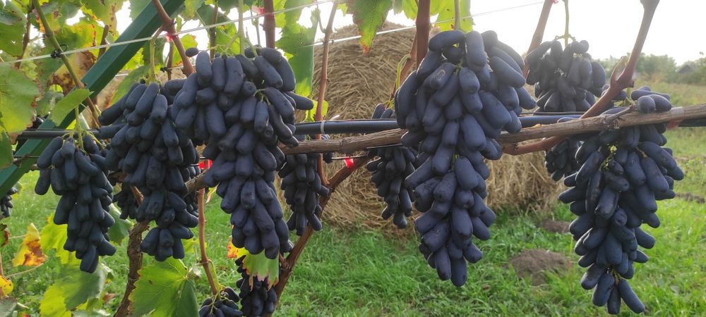 Виноград Аватар (Свит Сапфир)