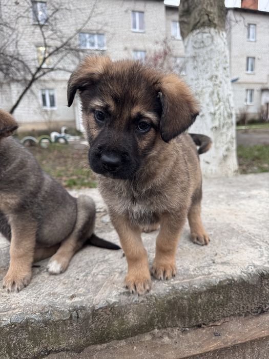 Віддам в добрі руки цуценя