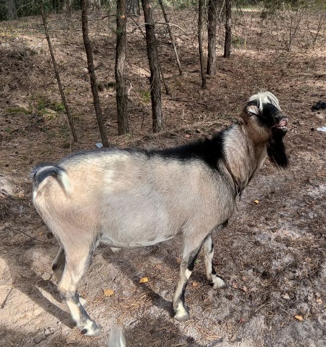 Племінний цап Ламанч, покриття кіз,погулять козу