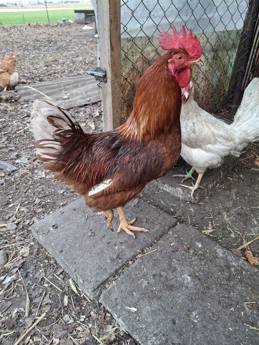 Kogut mlody z 2025 roku