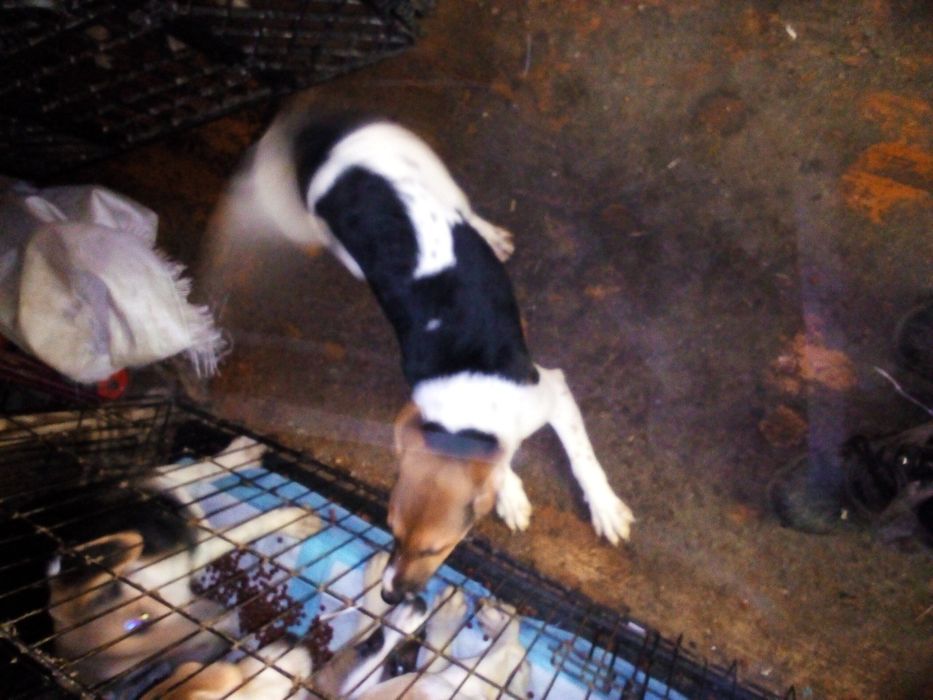 Віддам цуценя в добрі руки.