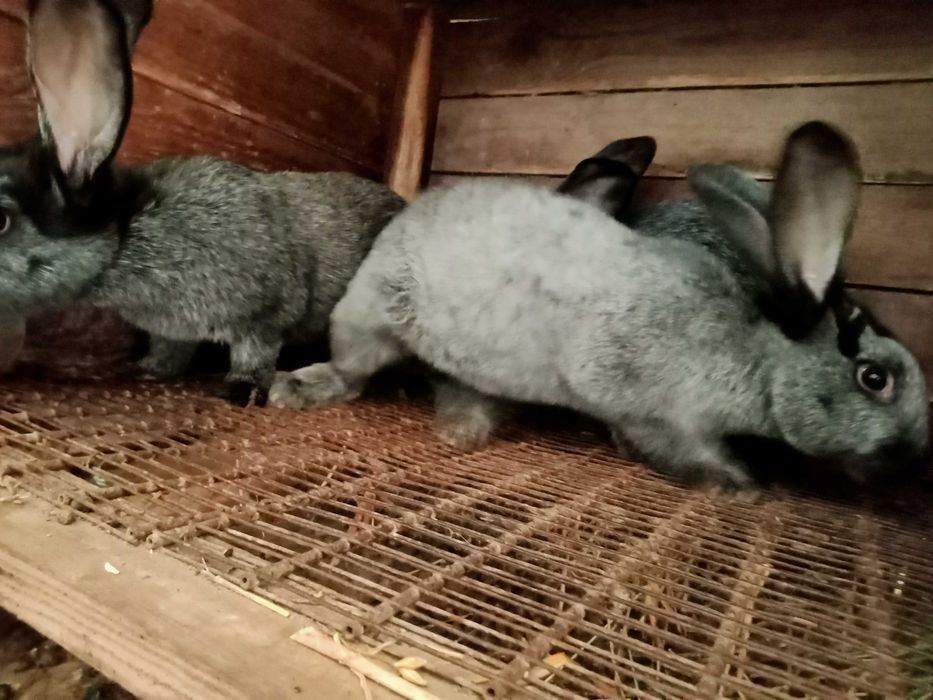 Кітні самиці (Полтавське срібло) самці,  кроленя