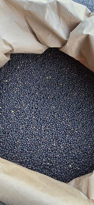 Wyka Ozima (Zimowa) czystość 99% Pewna i Sprawdzona WYSYŁKA