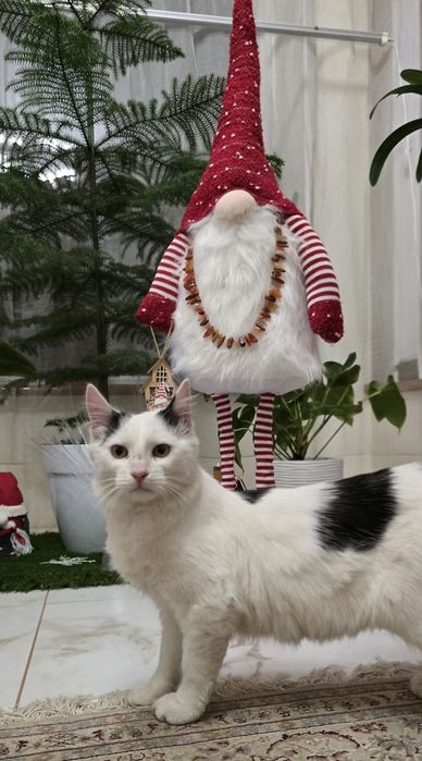 Котик в добрі руки безкоштовно