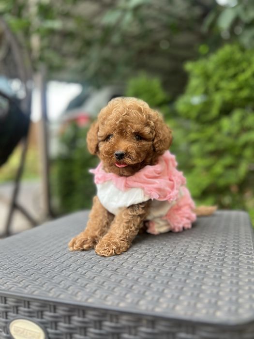 Vip мальтипу малышка