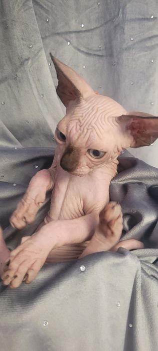 Sfinks* Piksel Black Kleo* chłopiec