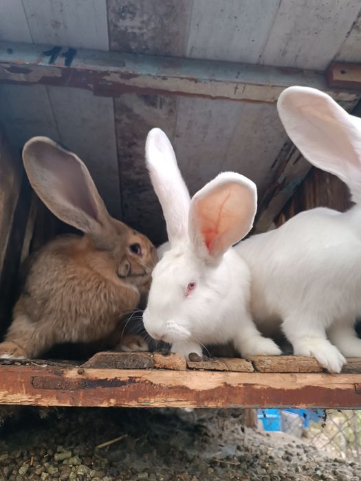Продам  кроликів велетнів.