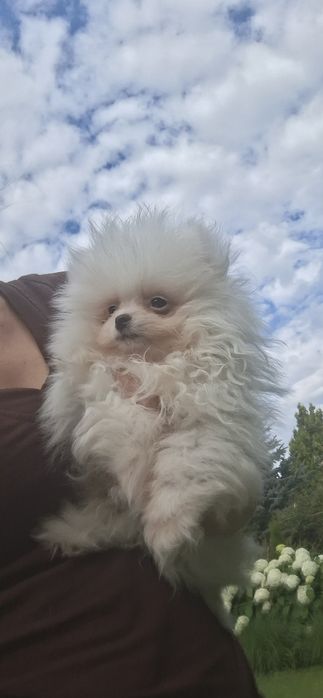 Szpic miniaturowy pomeranian