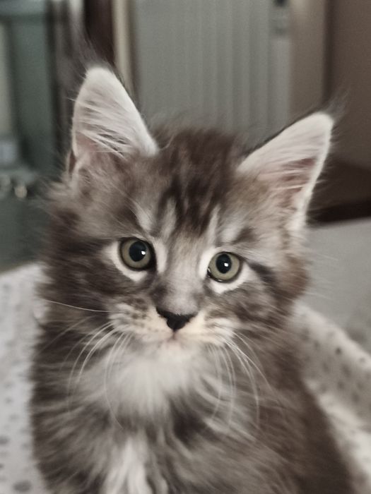 MAINE COON  o gigante gentil entrego com Lop