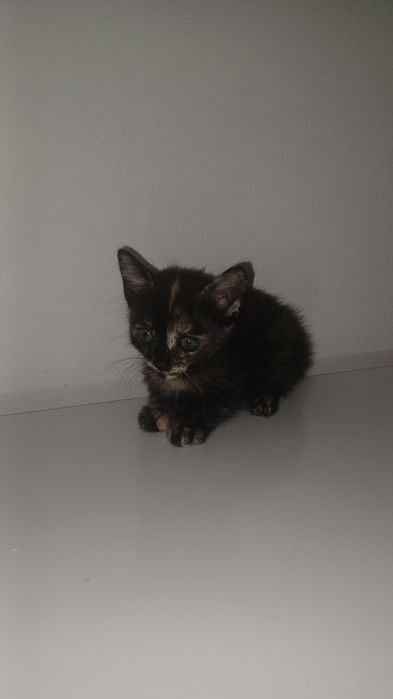 Gatinha tricolor