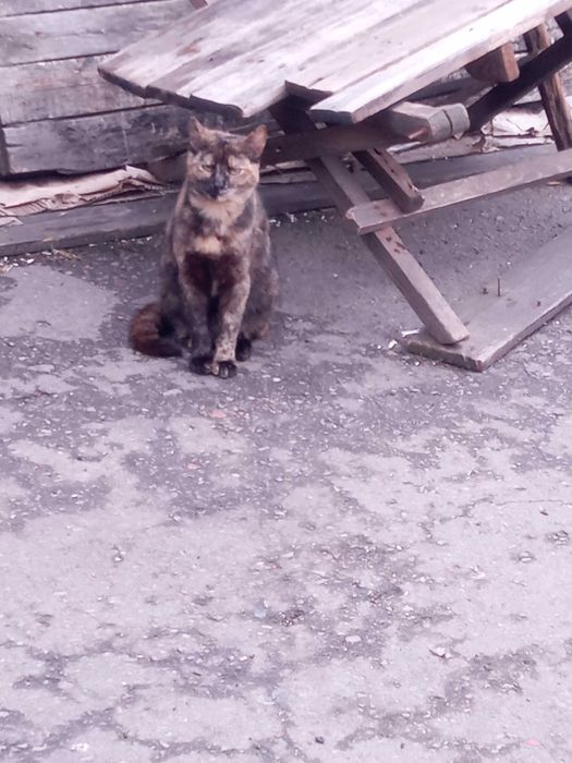 Кішечка черепахового окрасу, таббі - Зімба