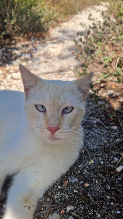 Gato jovem para adoção