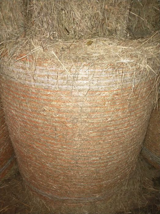 Siano, potraw zbiór 2025