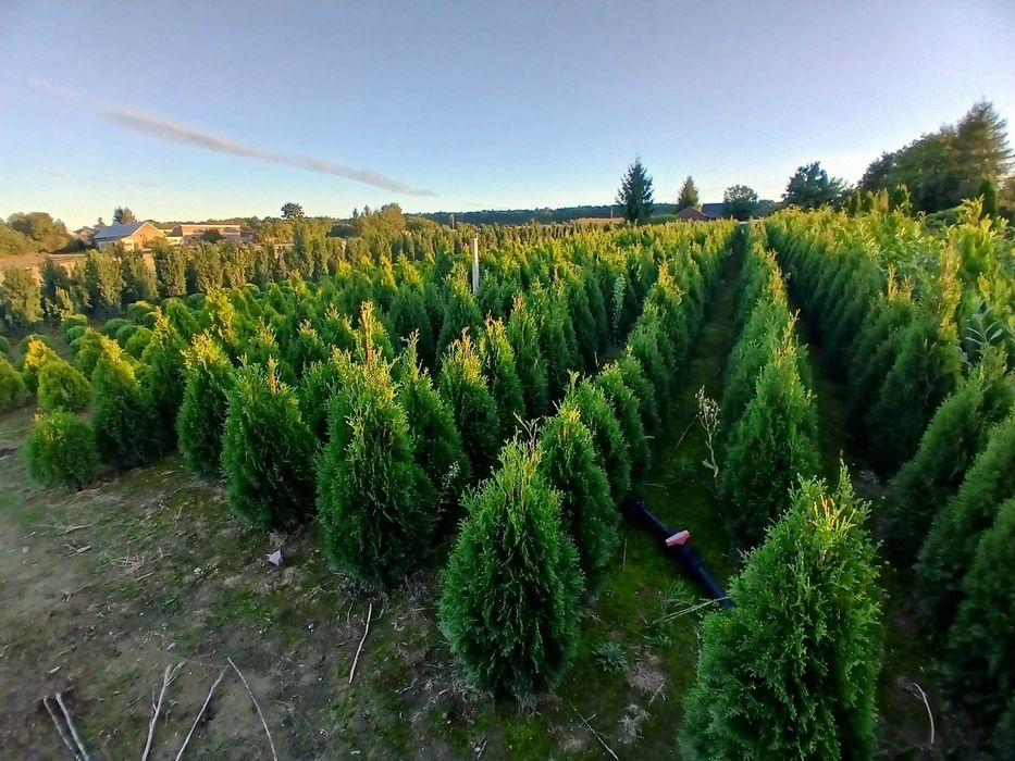 Tuje Szmaragd promocja