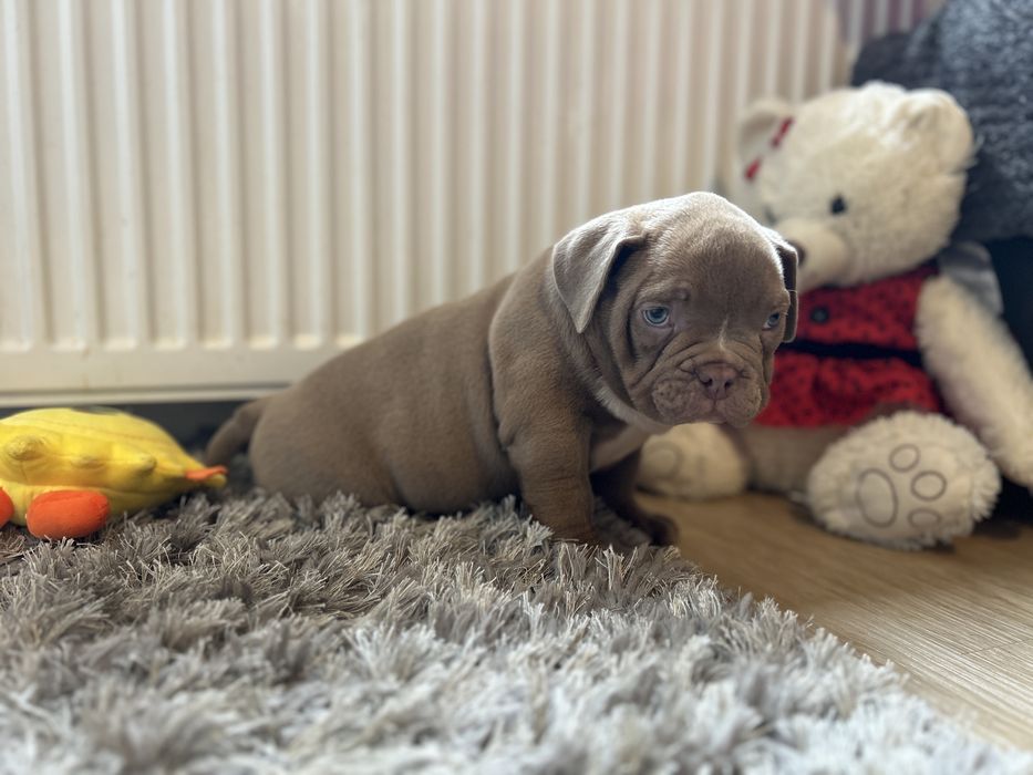 Piesek American Bully