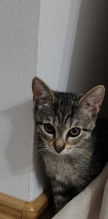 małe bąbelki do adopcji