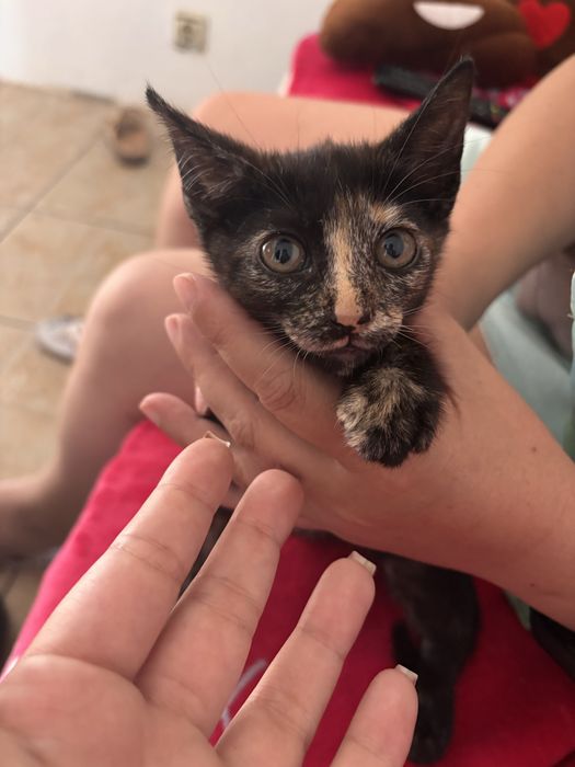Gatinhos para dar