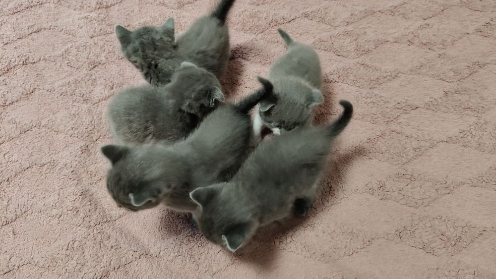 Вислоухие котята