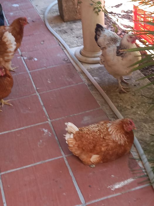 Ovos Galados de Galinhas Poedeiras
