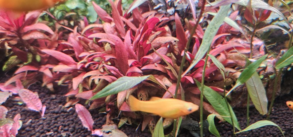 Planta aquario Alternantera reinicki mini