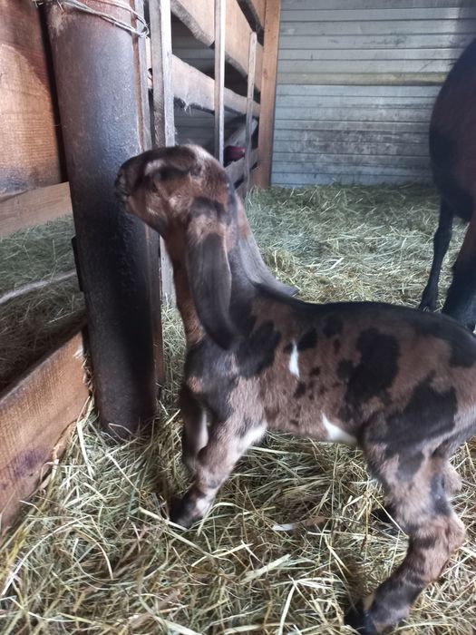 Цапики   100%   А Н