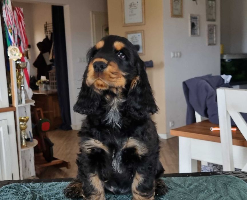 Cocker Spaniel Angielski