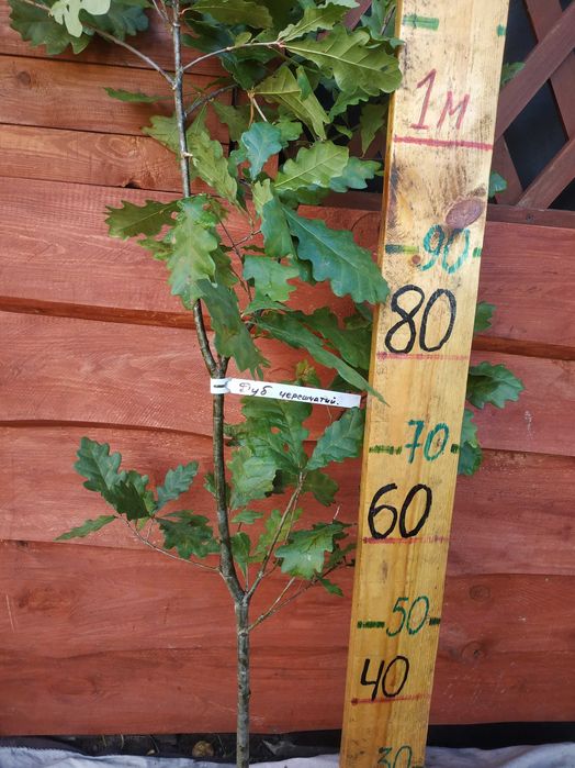 Саджанці Модрини, Ліственіца.